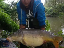 Kocher (Neuenstadt am Kocher)