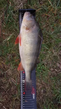 Kocher (Neuenstadt am Kocher)-1