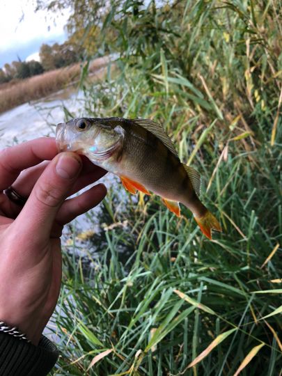 Mühlenteich (Friedland/Meckl.)-3