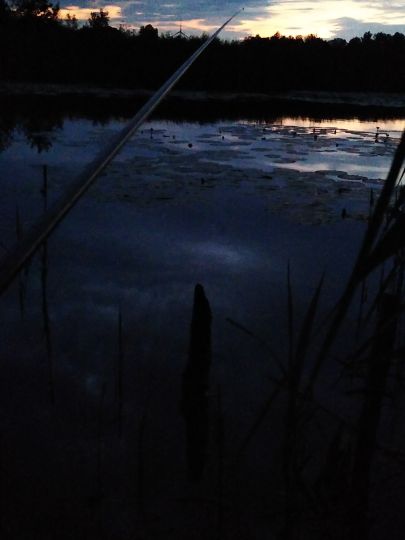 Mühlenteich (Friedland/Meckl.)-1