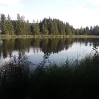 Pöllinger Weiher (Pfeffenhausen)