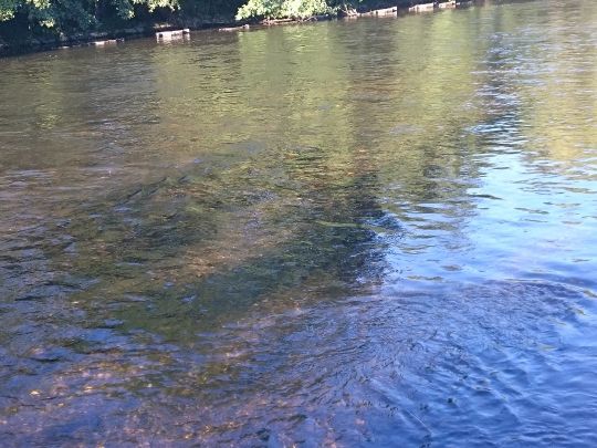 Rur (Hückelhoven-Hilfarth)-3