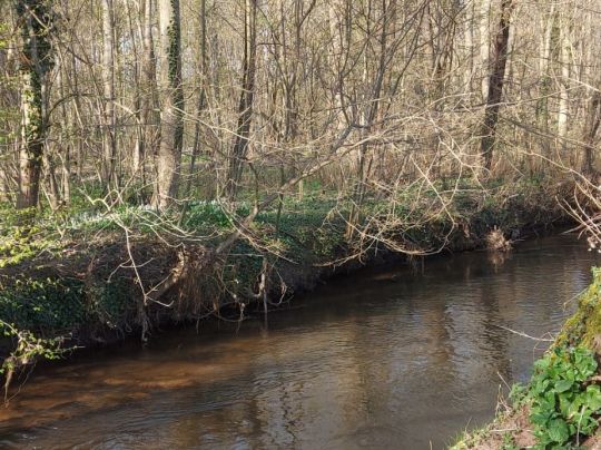 Queich (Offenbach/Queich)-2