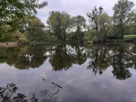 Ullmannstich (Gransee)-2