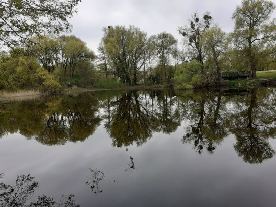 Ullmannstich (Gransee)-1