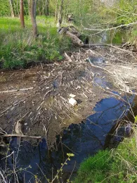 Wipper (Aschersleben)