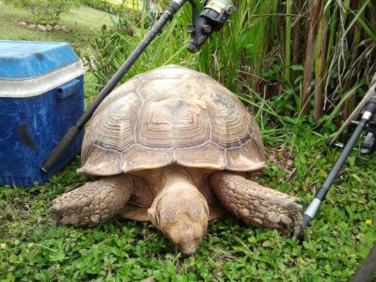 Gillhams Fishing Resort