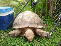 Gillhams Fishing Resort