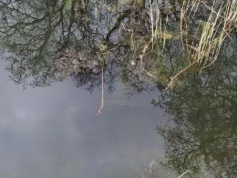 Schwanenteich (Putbus)-3