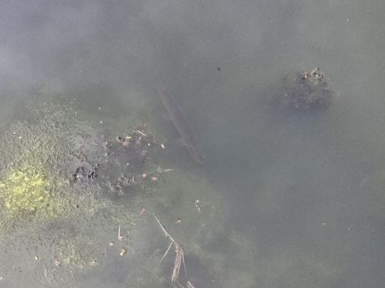 Schwanenteich (Putbus)-2