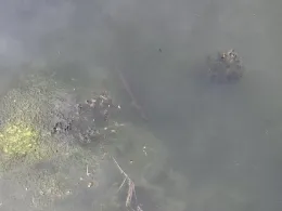 Schwanenteich (Putbus)-2