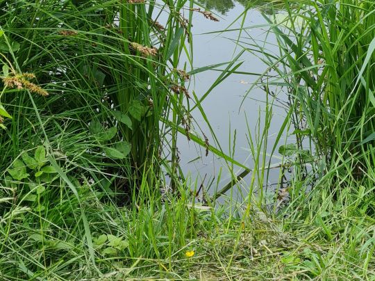 Ritzer Brücke (Salzwedel)-1