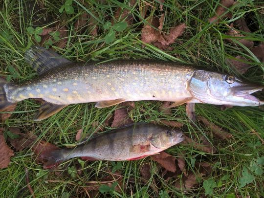 Wupper (Leverkusen)-1