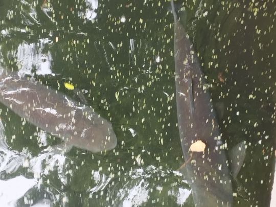 Alter Kiessee (Bestensee)-1