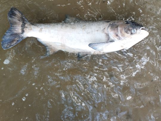 Alter Kiessee (Bestensee)