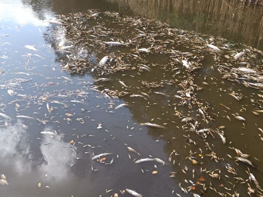 Tauerwiesenteich (Mücka)