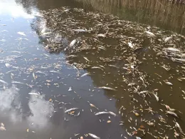 Tauerwiesenteich (Mücka)