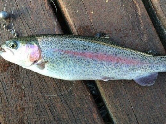 Baggersee Donaupark Regensburg-1