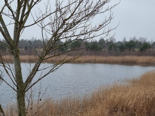 Seelhausener See-2