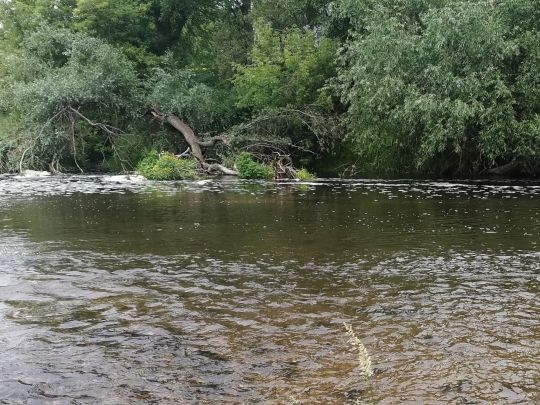 Mulde (Dessau)