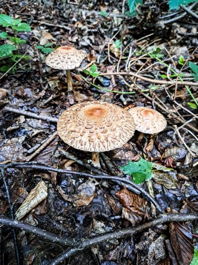 Große Triebisch (Meißen)-3