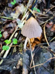 Große Triebisch (Meißen)-4