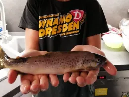 Große Triebisch (Meißen)