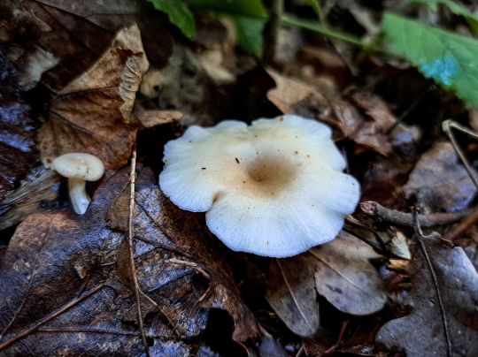 Große Triebisch (Meißen)-2