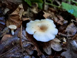 Große Triebisch (Meißen)-2