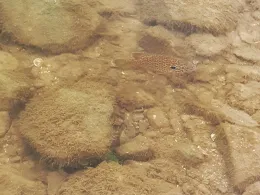 Leine Abstiegskanal (Hannover)