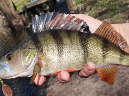 Dosse (Wusterhausen/Dosse)-2