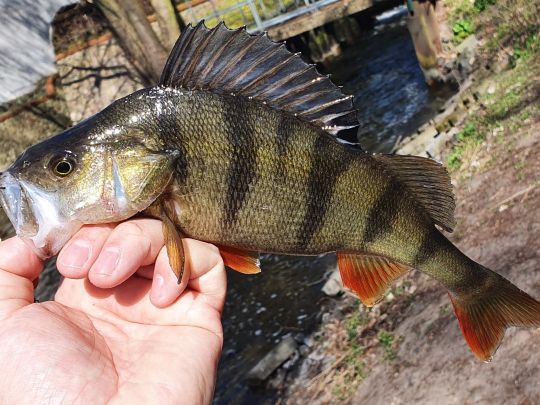 Dosse (Wusterhausen/Dosse)-1