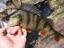 Dosse (Wusterhausen/Dosse)-1