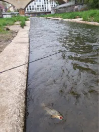 Roter Main (Bayreuth)