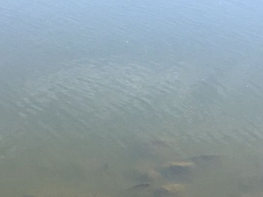 Feldmarksee (Sassenberg)-3