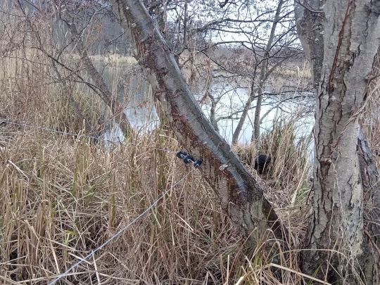 Torfkuhle an der Bahn (Kessin)-3