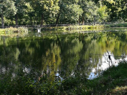 Pfeilhammerteich (Pöhla) angeln