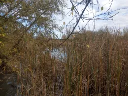 3 Kulke (Westeregeln)-1