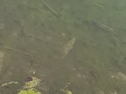 Lechstaustufe 19/20 (Scheuring)-2