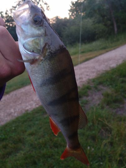 Elbe-Lübeck-Kanal (Büchen)-3