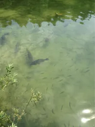 Hechtsee (Kiefersfelden)