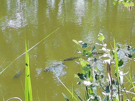 Tonteich Brusendorf-3