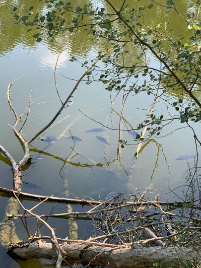 Tonteich Brusendorf-2