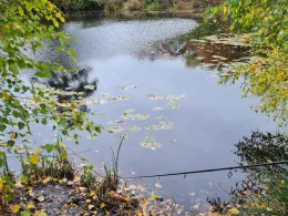 Kuhlenteich (Reinbek)-2