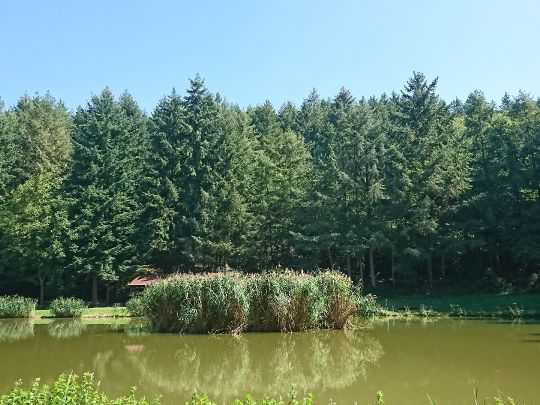 Müllenweiher (Kröv)