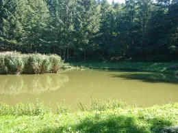 Müllenweiher (Kröv)-2