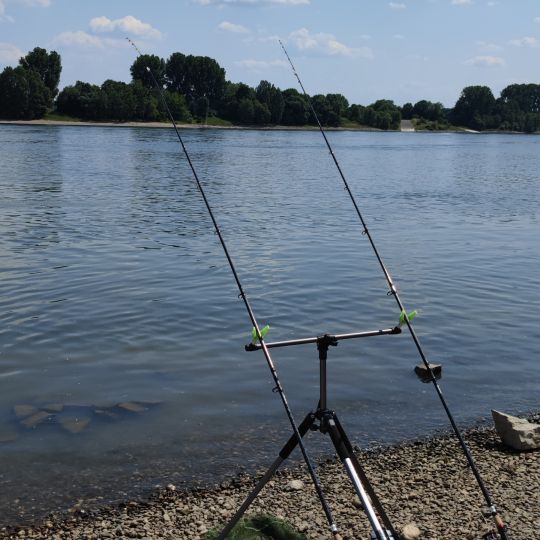 Rhein (Sürth)