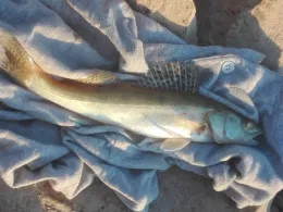 Rhein (Duisburg-Rheinhausen)-4