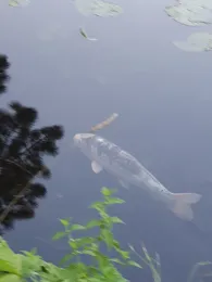 Pfefferteich (Salzwedel)