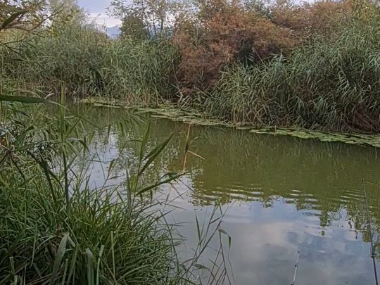 Götzinger Ache (Petting)-1